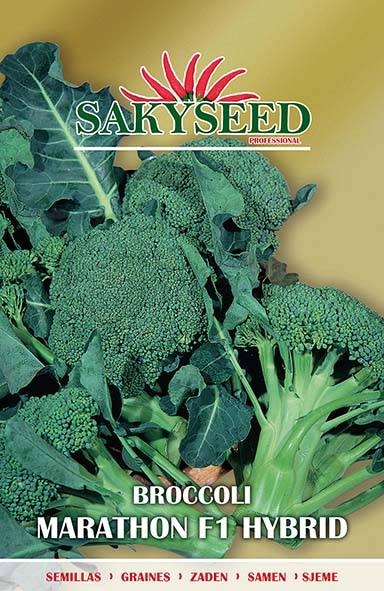 BROCCOLO MARATHON NR.1000 SEMI